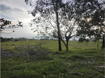 HERMOSA FINCA PLANA EN EL EJE CAFETERO