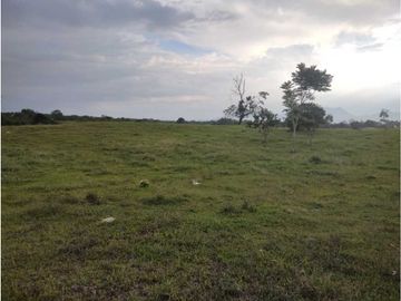 HERMOSA FINCA PLANA EN EL EJE CAFETERO