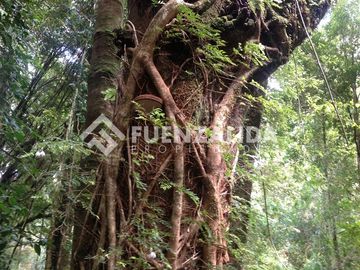 Parcelas en venta Lago Huillinco, Castro