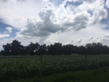 Terreno de 14 hectáreas en venta con granja avicola en Zumpango