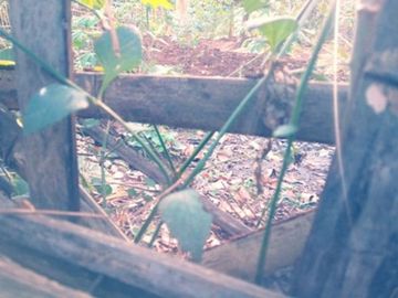 53 Tumbak Tanah Jalur Kuning di Desa Sukatani, Ngamprah, Bandung Barat