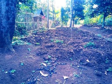 53 Tumbak Tanah Jalur Kuning di Desa Sukatani, Ngamprah, Bandung Barat