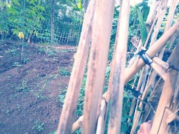 53 Tumbak Tanah Jalur Kuning di Desa Sukatani, Ngamprah, Bandung Barat
