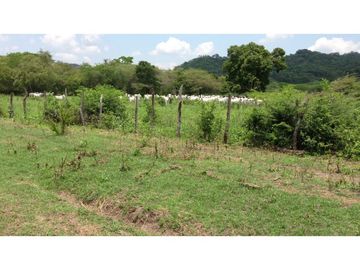 Finca en venta en el Tolima