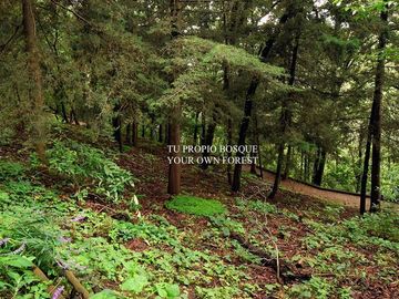 Condominio con bosque privado de 42,000 m2, concierge, gimnasio, spa, alberca se