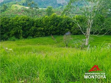 Finca productiva en la vía a Altagracia, Pereira