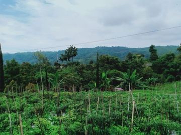 Tanah Strategis 537m2 Kemuning Ngargoyoso Karanganyar