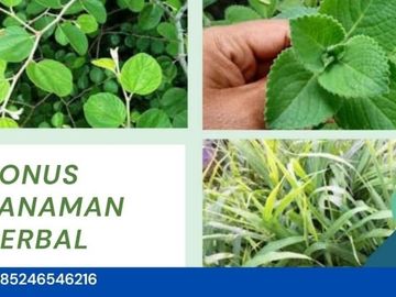 Di Cari Tanah Di Maros Makassar Samping Pesantren, Harga Bubar