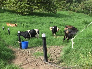 Venta de finca vereda San Juan La Nubia en Salento Quindio