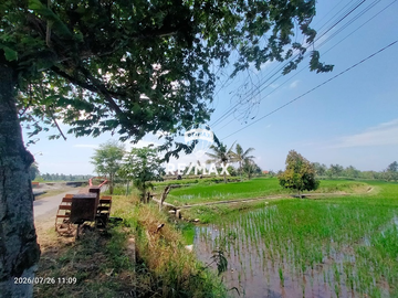 DIJUAL CEPAT!TANAH SAWAH PRODUKTIF – DS.PENDARUNGAN- BANYUWANGI