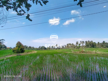 DIJUAL CEPAT!TANAH SAWAH PRODUKTIF – DS.PENDARUNGAN- BANYUWANGI