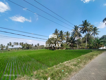 DIJUAL CEPAT!TANAH SAWAH PRODUKTIF – DS.PENDARUNGAN- BANYUWANGI