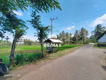 DIJUAL CEPAT!TANAH SAWAH PRODUKTIF – DS.PENDARUNGAN- BANYUWANGI
