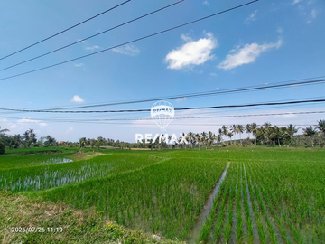 DIJUAL CEPAT!TANAH SAWAH PRODUKTIF – DS.PENDARUNGAN- BANYUWANGI