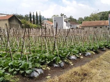 Tanah Kebun Strategis Lembang | IWANS