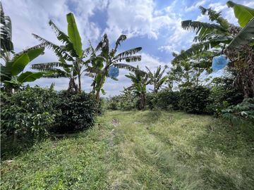 VENTA DE FINCA EN SALENTO, QUINDO, COLOMBIA