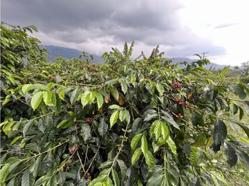 VENTA DE FINCA EN SALENTO, QUINDO, COLOMBIA