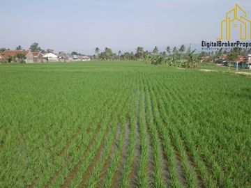 Tanah sawah produktif di Sukamanah, Cianjur | ATANGS