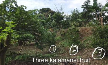 FOR SALE! Serene 360 sqm residential lot w/ view of Laguna de Bay in Jamaica Hills Subdivision, Los Ba&ntilde;os
