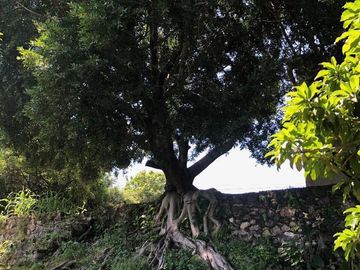 Casa en venta en Alpuyeca, Xochitepec Morelos