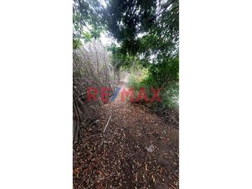 SE VENDE TERRRENO EN MONSEFÚ – CALAZAN
📌 Partida electrónica independizada e inscrito en SUNARP.
📌 Servicio de energía eléctrica 
📌 AREA: 540.00m2
