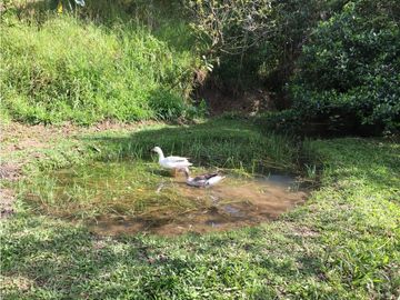 Finca en Venta en Viani Via Chaguani 36.8 Hectareas