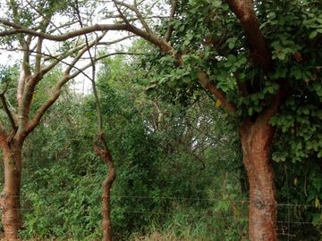 Venta rancho por Paso del Toro, Ver.