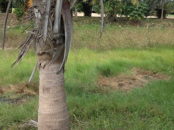 Venta rancho por Paso del Toro, Ver.