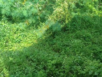 Jual Cepat Tanah Bonus Rumah Untuk UsahaPerGudangan Di Mainroad Cicalengka