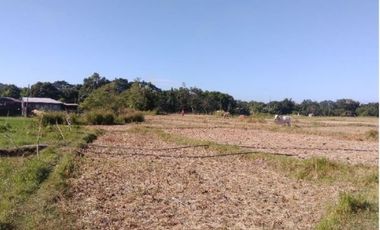 Farm Lot for Sale, Bacnotan, La Union, Ilocos