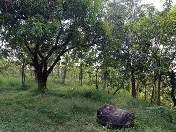 Tanah Kebun Cocok Untuk Tempat Wisata atau Resort Jalan Pangeran Kejaksan Sumber Cirebon