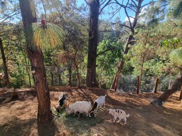 MAGNIFICO RANCHO EN VENTA, ACATITLAN