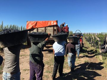 Fincas - Cuadro Benegas