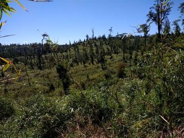 Terreno Campo en venta en Ancud
