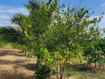 Finca en Venta Los Bajos de Montecristi