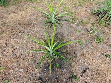 Finca en Venta Los Bajos de Montecristi