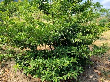 Finca en Venta Los Bajos de Montecristi