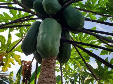 Finca en Venta Los Bajos de Montecristi