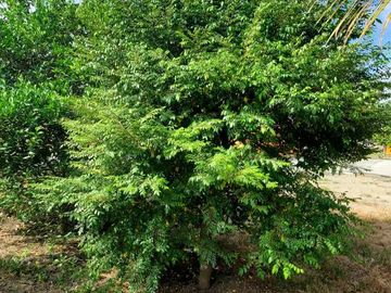 Finca en Venta Los Bajos de Montecristi