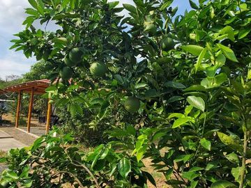Finca en Venta Los Bajos de Montecristi