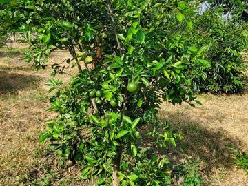 Finca en Venta Los Bajos de Montecristi