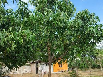 Finca en Venta Los Bajos de Montecristi