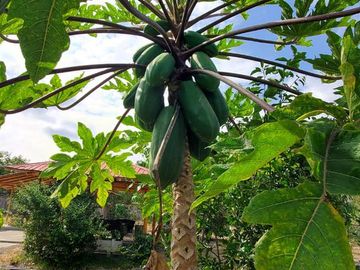 Finca en Venta Los Bajos de Montecristi