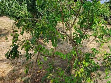 Finca en Venta Los Bajos de Montecristi