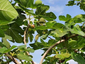 Finca en Venta Los Bajos de Montecristi