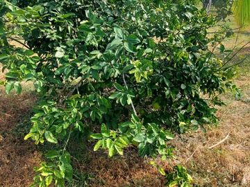 Finca en Venta Los Bajos de Montecristi