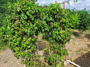 Finca en Venta Los Bajos de Montecristi