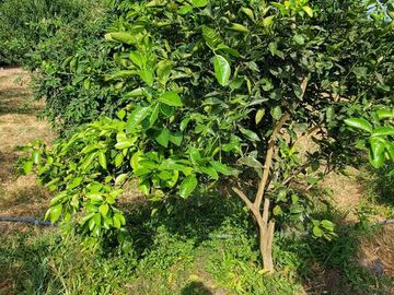 Finca en Venta Los Bajos de Montecristi