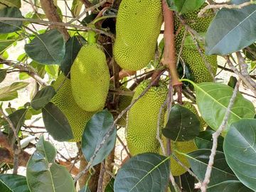 Finca en Venta Los Bajos de Montecristi