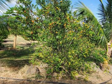 Finca en Venta Los Bajos de Montecristi